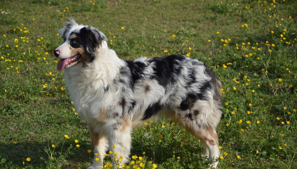 Australian Shepherd