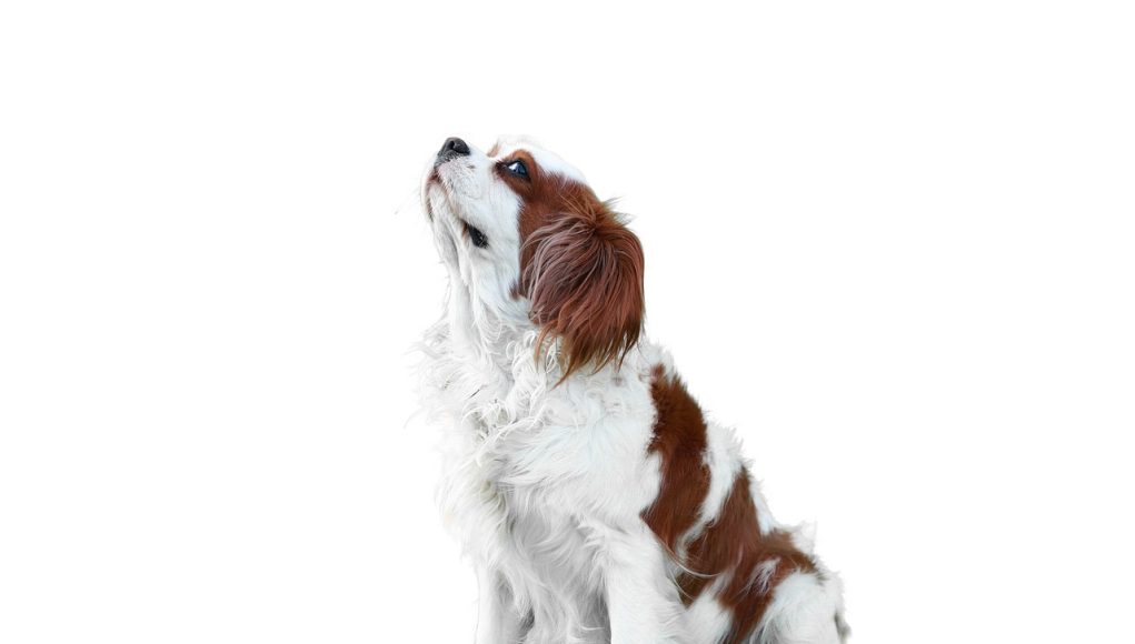 Cavalier King Charles Spaniel