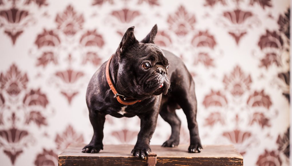 French Bulldog