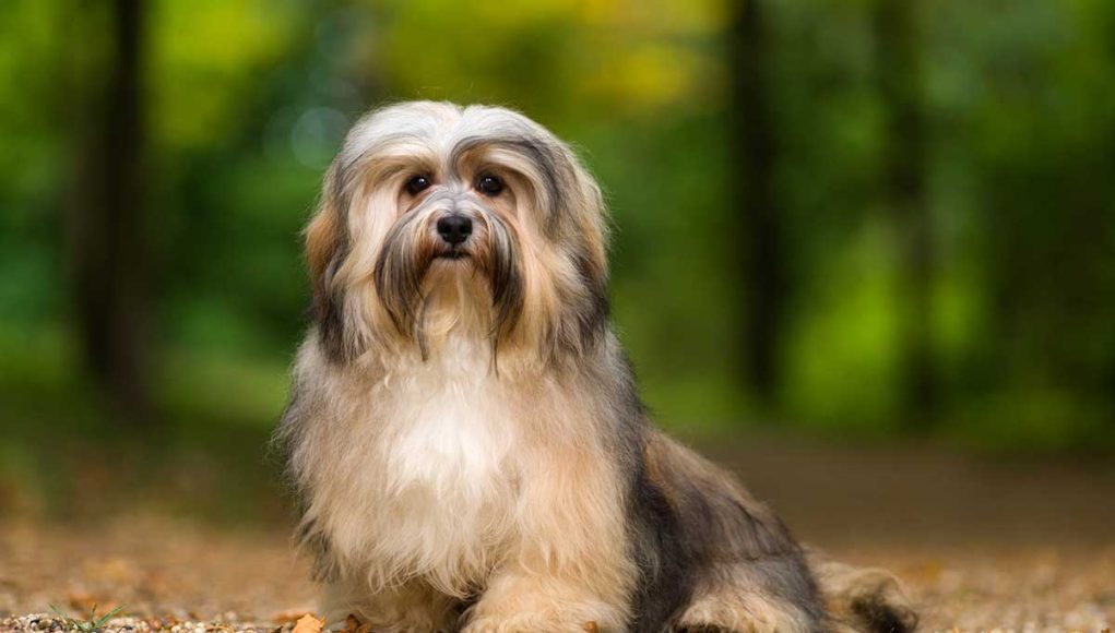 Havanese