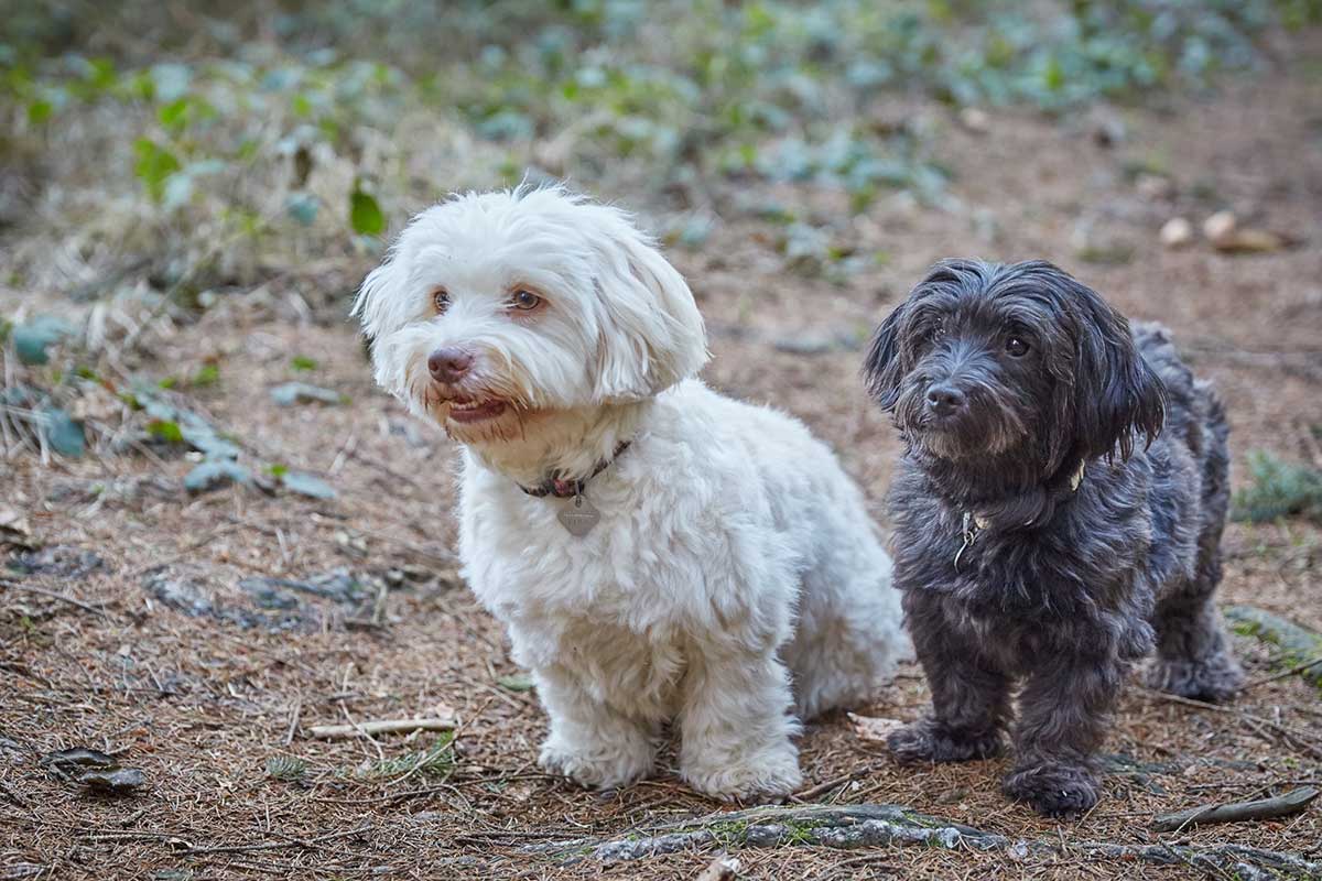 Havanese