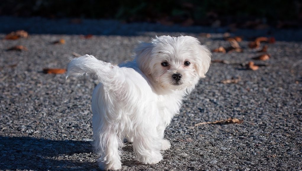 Maltese