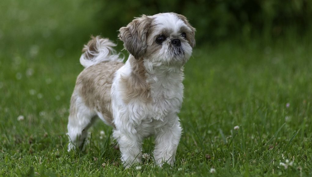 Shih Tzu