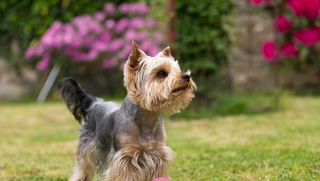 Yorkshire Terrier