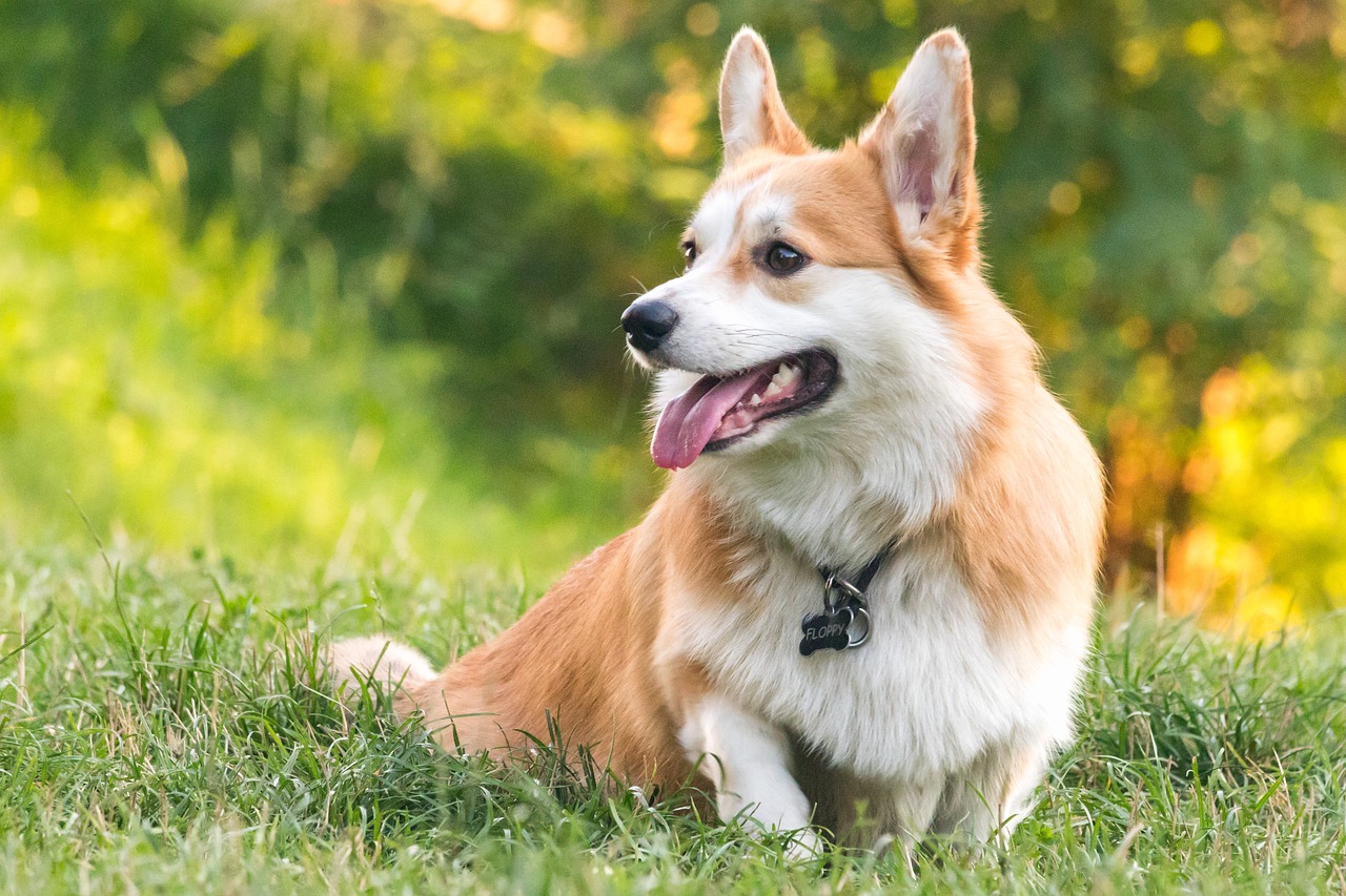 Pembroke Welsh Corgi