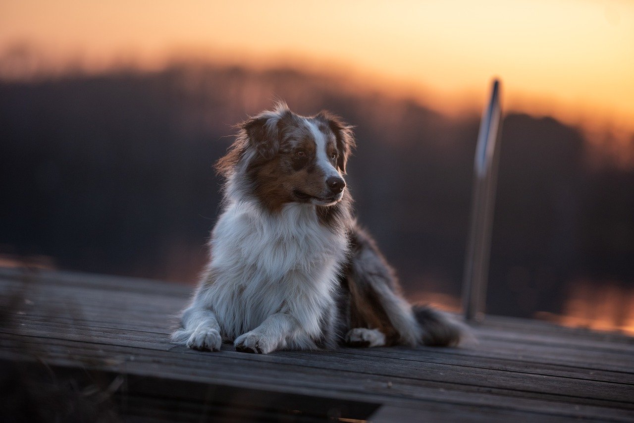 Australian Shepherd