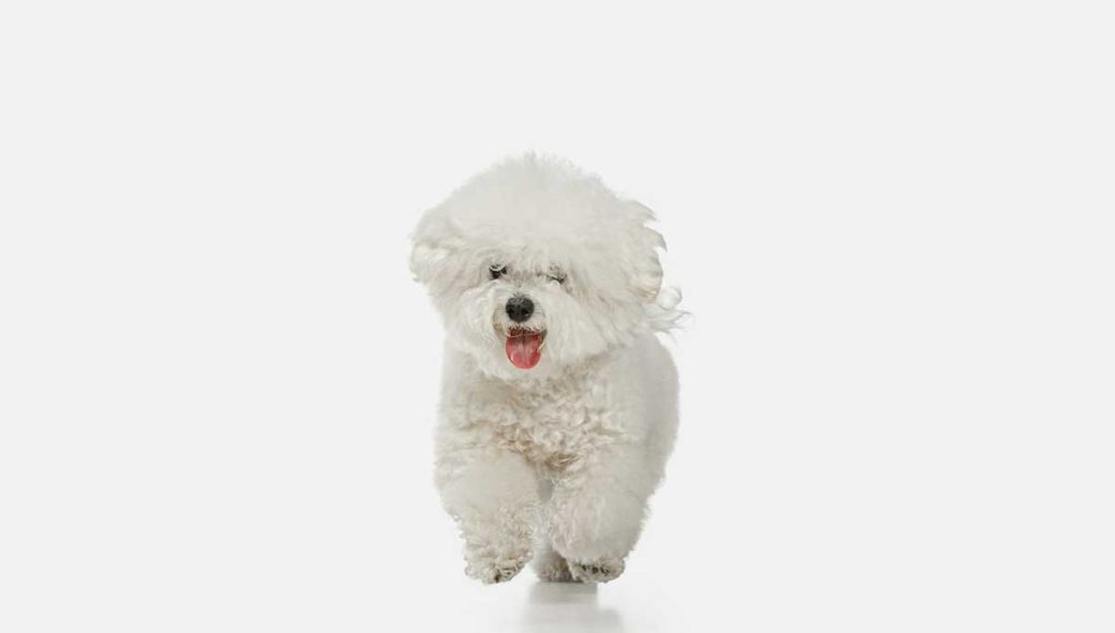 Bichon Frisé