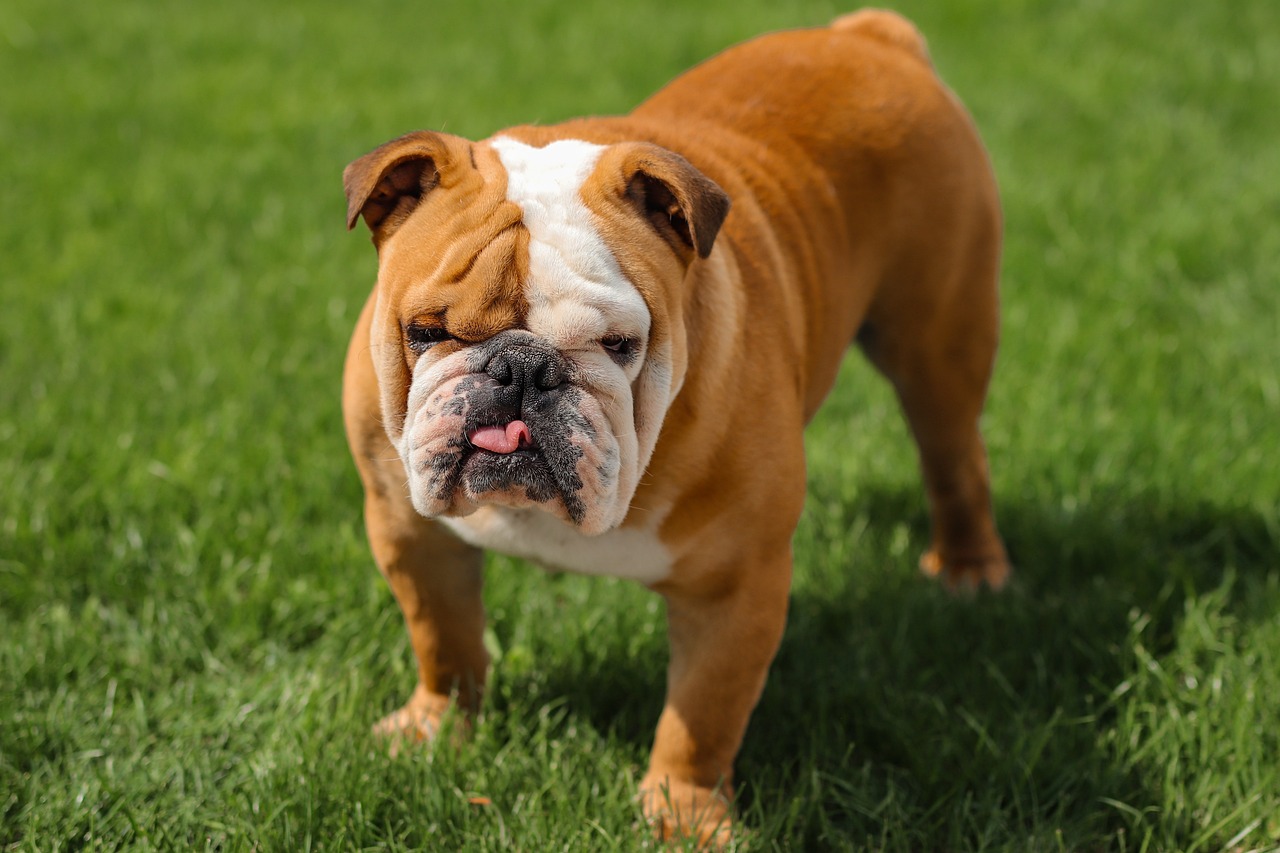 Bulldog