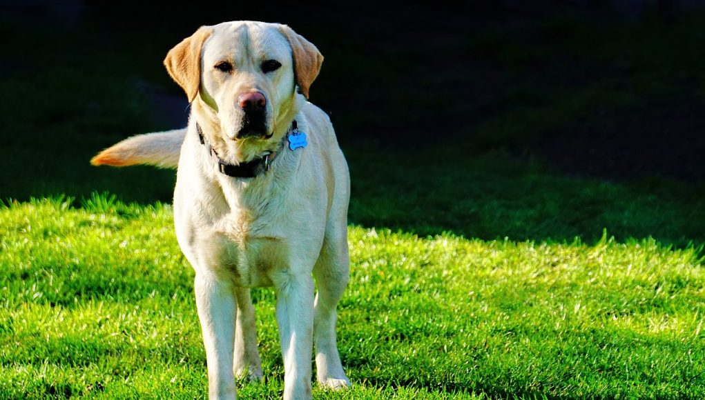 Labrador Retriever