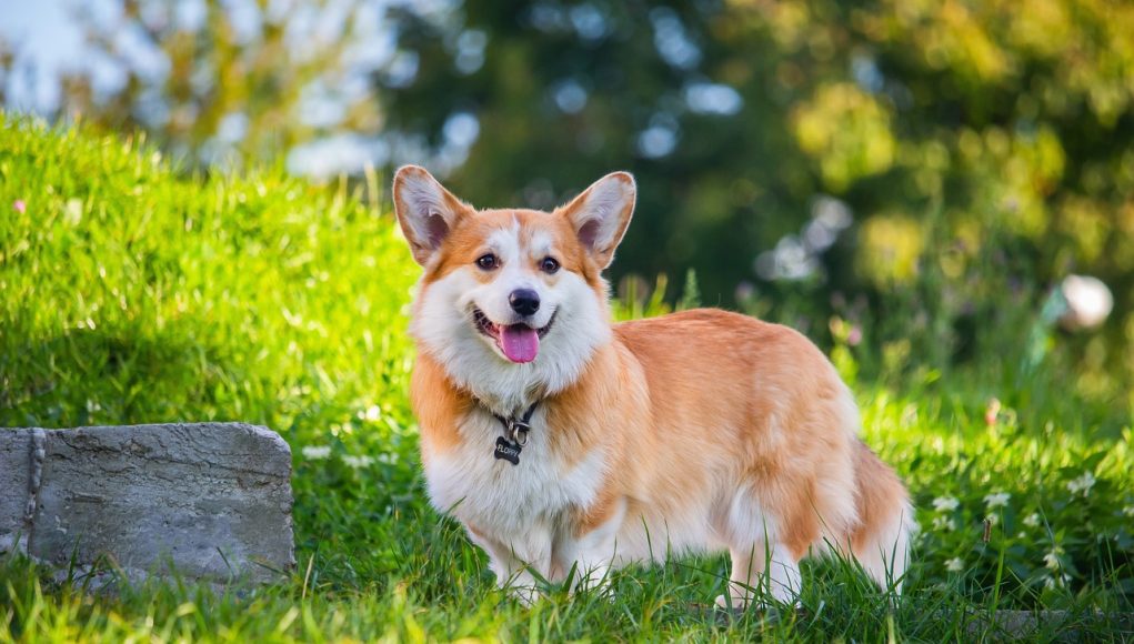 Pembroke Welsh Corgi