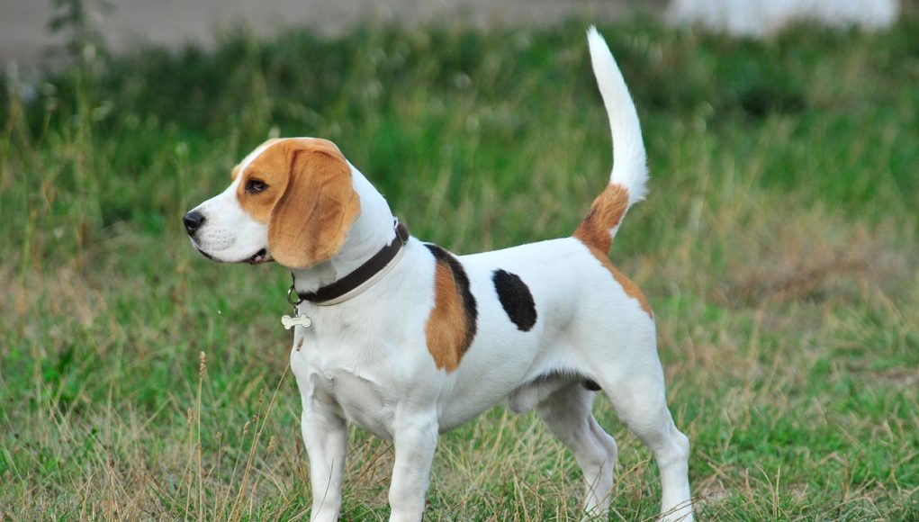 Beagle