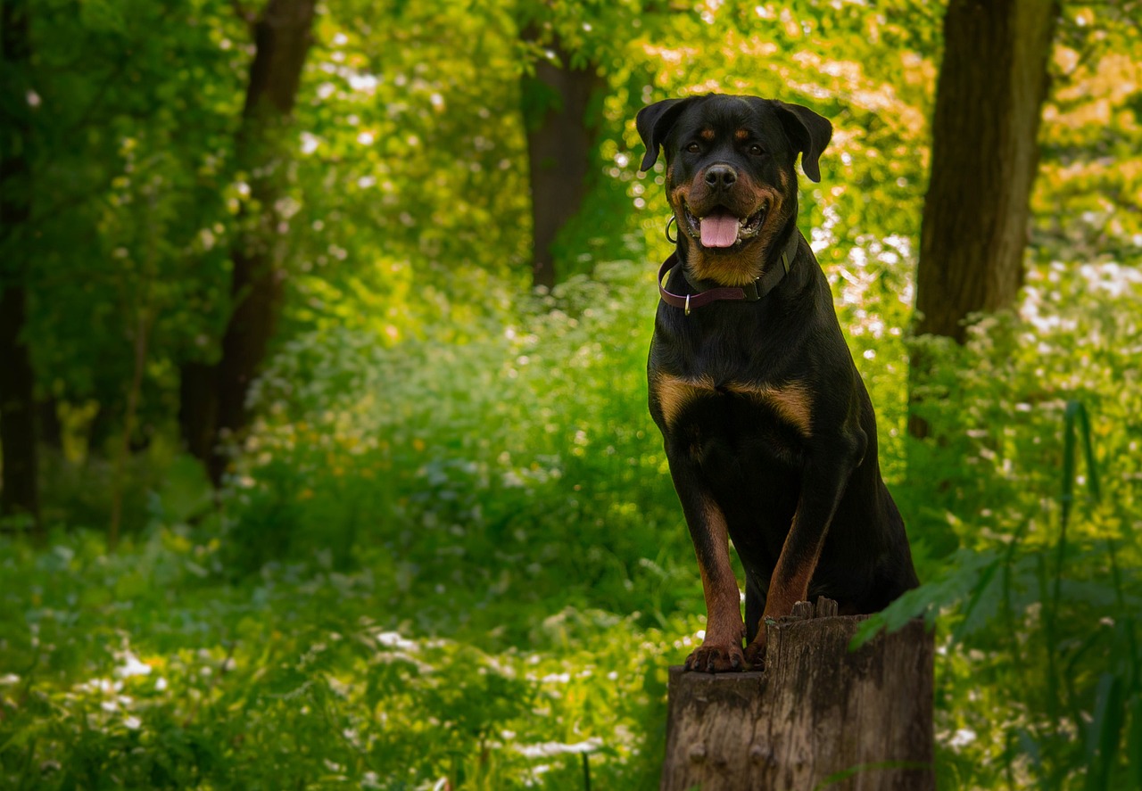 Rottweiler